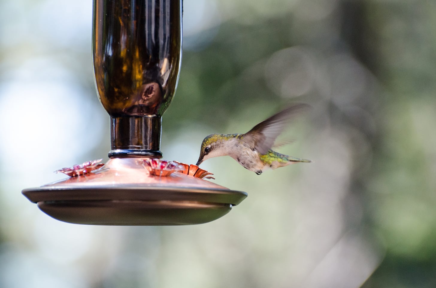 How to Make Your Own Hummingbird Nectar at Home