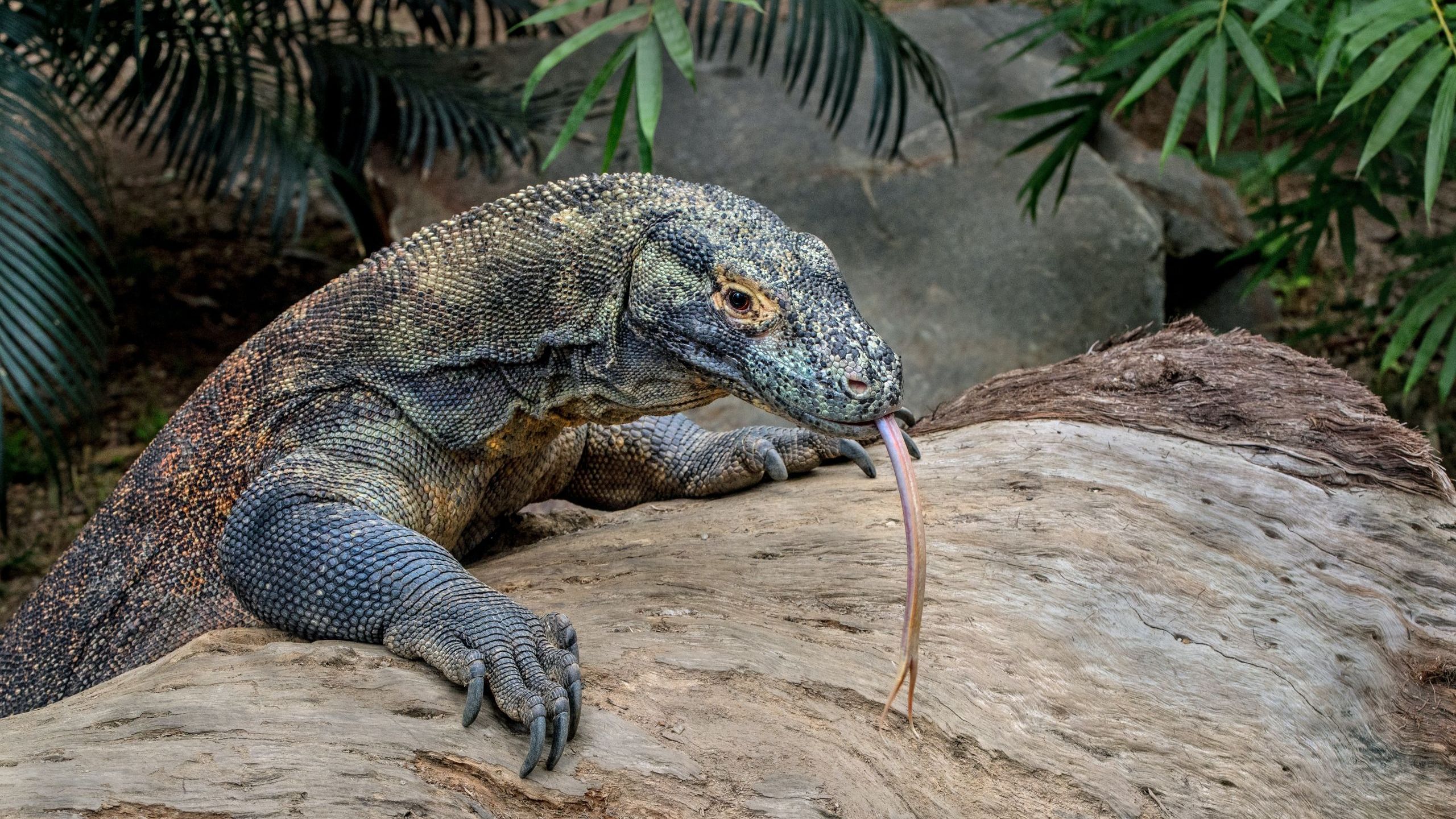 Komodo Dragon Reproduction and Nesting Habits