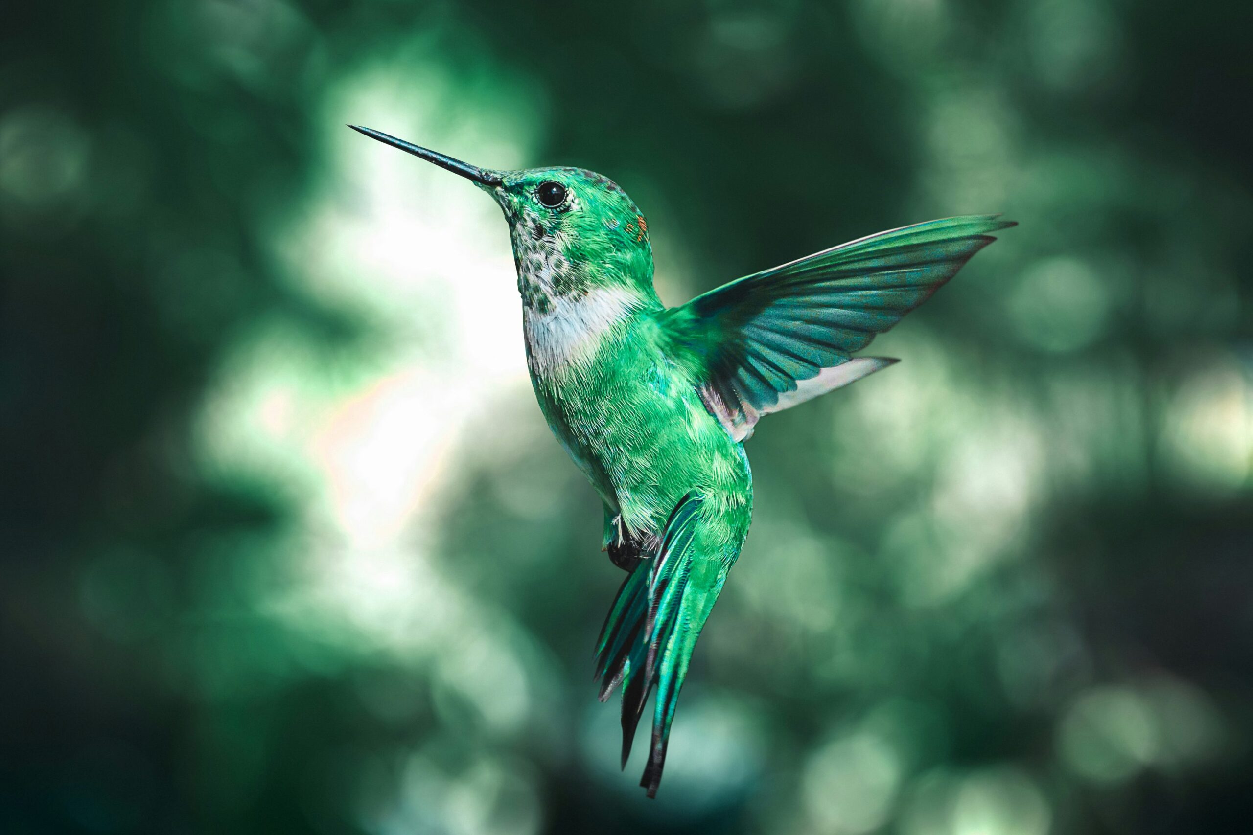 The Best Times of Year to Spot Hummingbirds