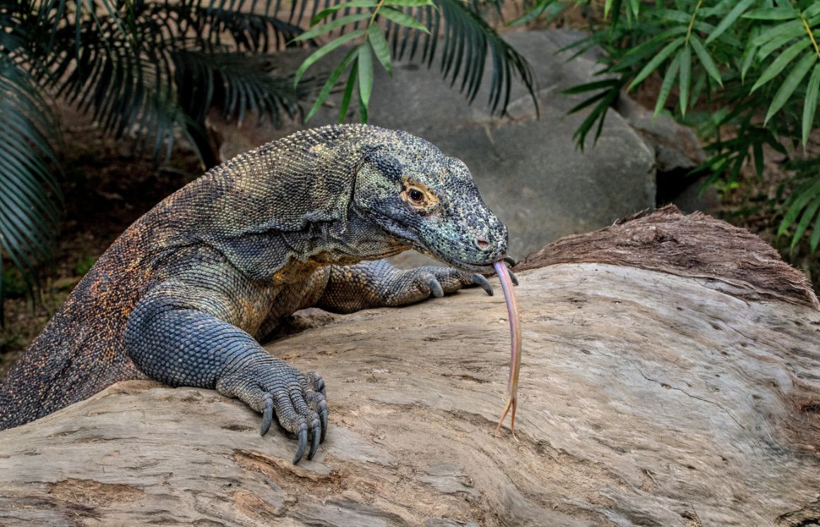 How Komodo Dragons Adapt to Their Environment