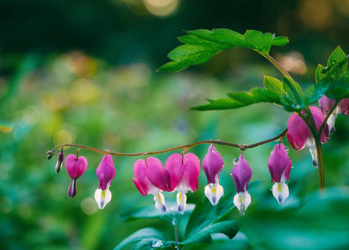 How to Grow Perennial Flowers in the Pacific Northwest